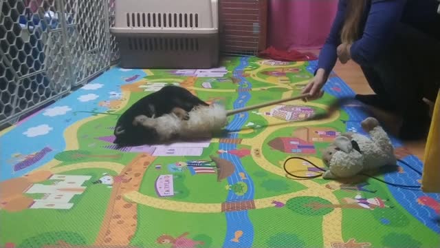 Dusting and playing with mom, baby Shiba dog.