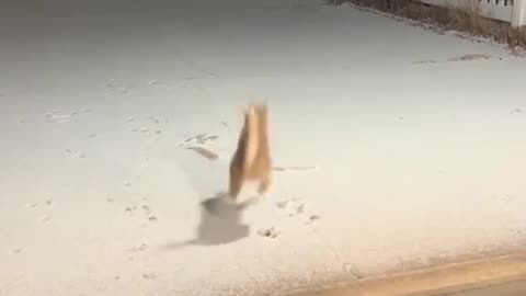 Cat's First experience in the snow