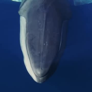Beautiful Fin Whale
