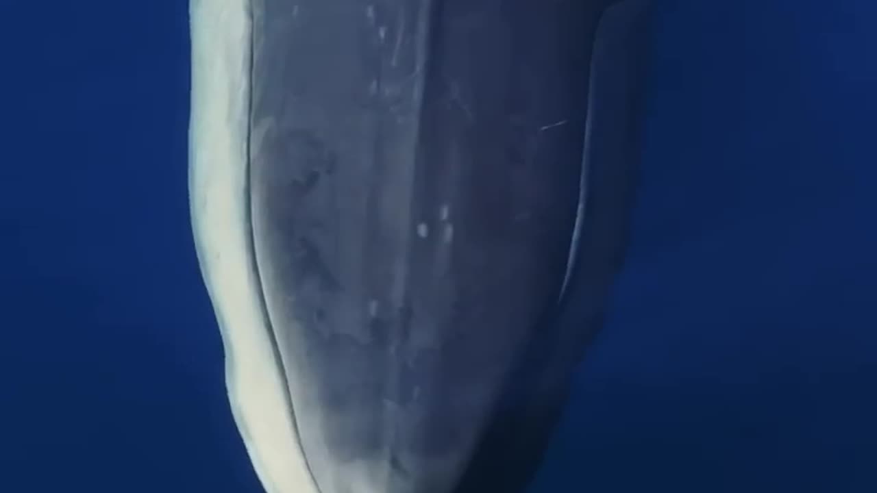 Beautiful Fin Whale