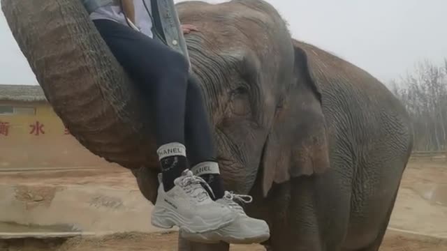 The mighty elephant hugs tourists