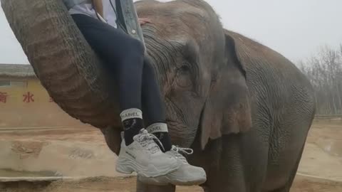 The mighty elephant hugs tourists