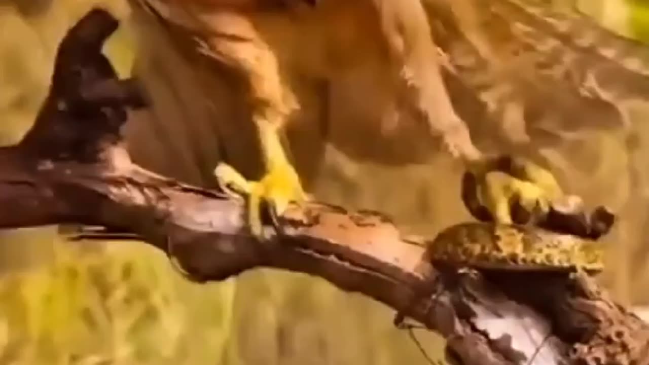 Eagle and snake fight