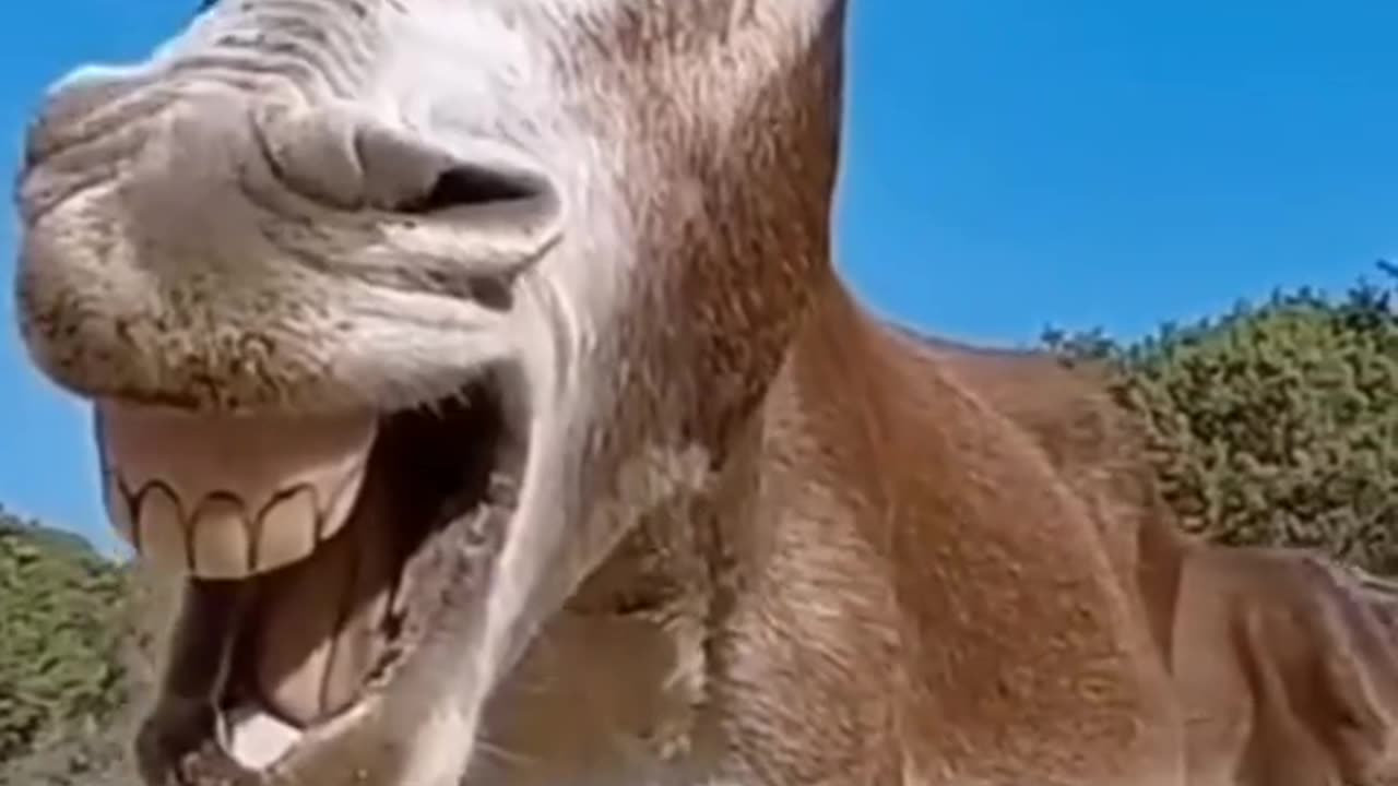 Donkey lover full funny good morning video donkey lovers .