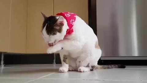 The cat cleans itself funny