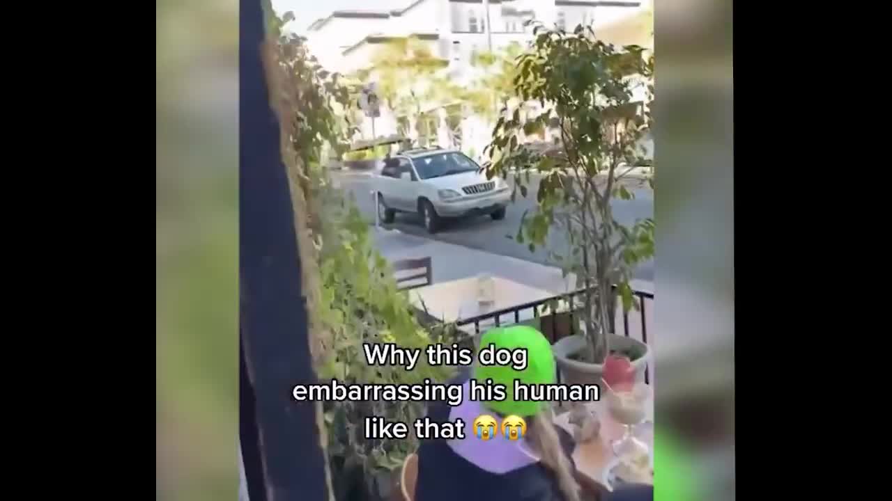 So Funny Cat Videos