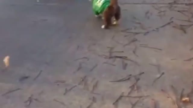 funny dog tripping