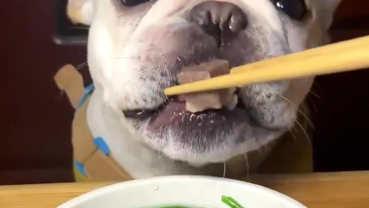 Dog Eating Vegetables And Beef Soup ASMR