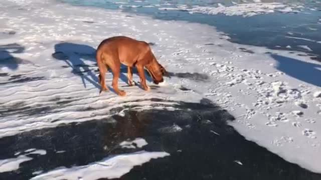 Ridgeback on Ice <3