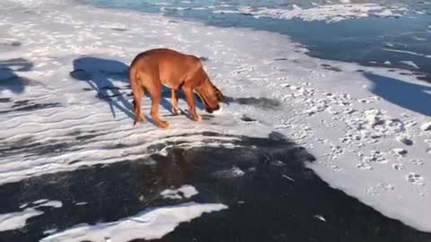 Ridgeback on Ice <3