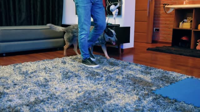 How to train your dog at home