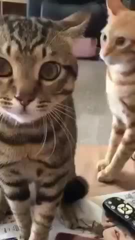 cat angry voice angry cat voice over #shorts