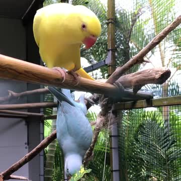 This is a parrot!
