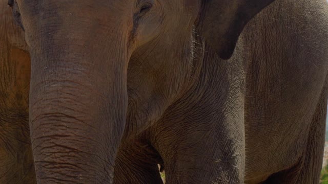 Young elephant moving its ears