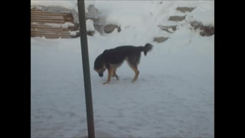 Dog and rats - funny dogs!