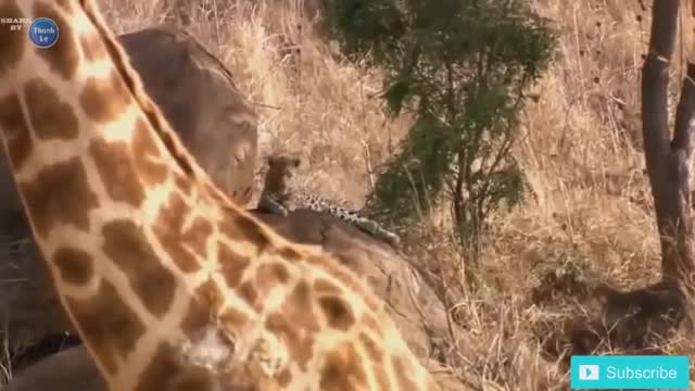 Eagle attack snake on water with Precision