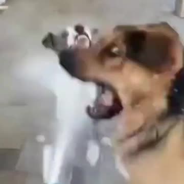 Dog fight with water😳😘❤️#dog #animals #pet #shorts#4Mview