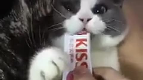 Baby Cat drama