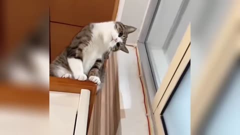 Funny Animals 2024 😂 | Cute Cat And Dog funny videos 😸 | Funny video series #1