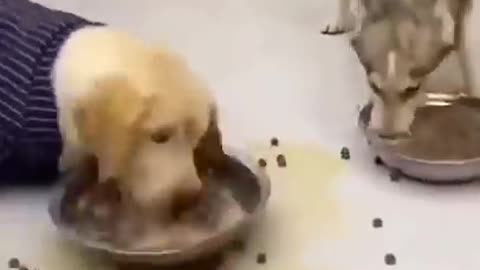 Most Hungry Dog eat food so fast 😂🤩