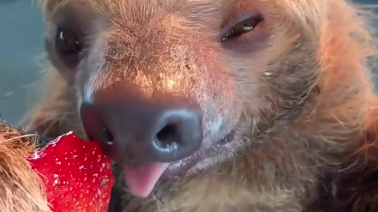 Sloth enjoying his strawberry