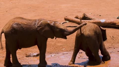 Elephants brothers playing in the mud