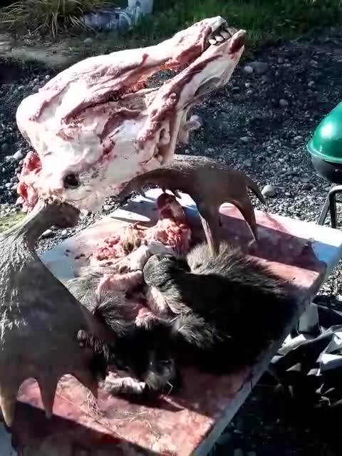 MOOSE IS DONE AND CURING 😎🤙