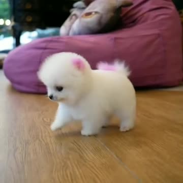 Pamper the little dog while he plays and dances at home