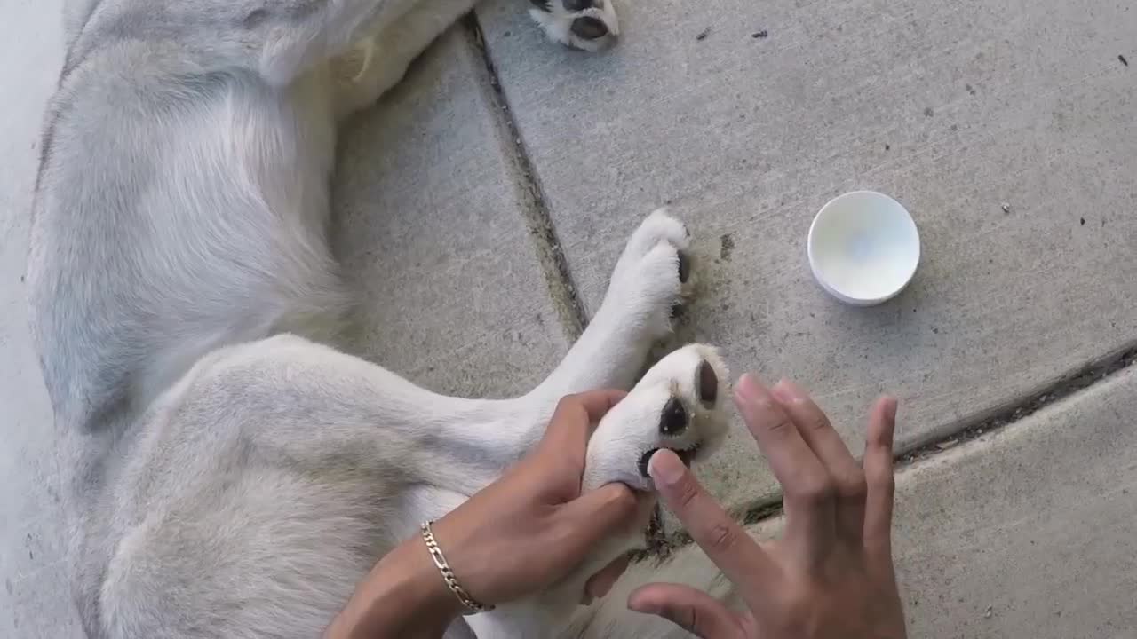 Dogs - Protecting husky from From A Staffordshire & Roller blading with dog.