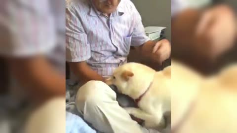 White Shiba Inu is very coquettish, very pleased with grandparents