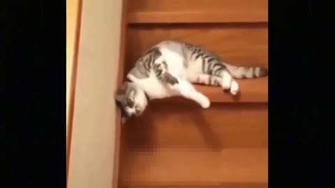 Dumb Funny Moments of Stupid Cats