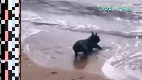 Dog playing on the beach