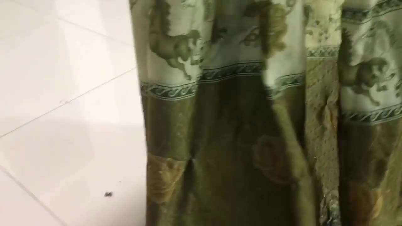funny cat