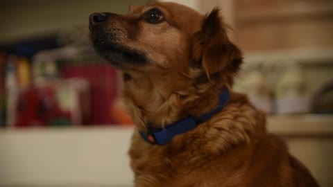 Dog - 65531