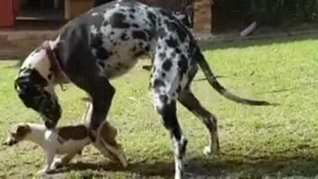 A dog tries to have sex on a small dog