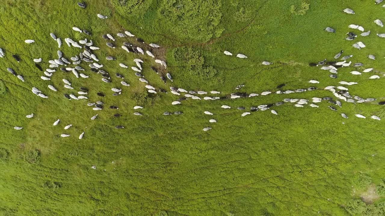 The sheeps graze on a beautiful mountain lawn