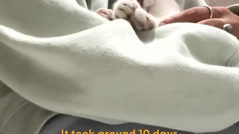 When this cat was found, she could only lift her head.