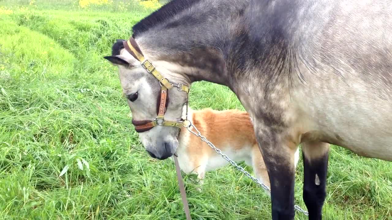 Horse And Dog Reunite After 7 Months Apart