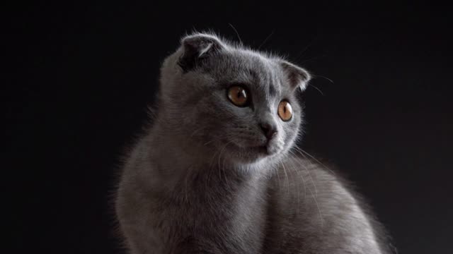 British scottish fold cat close up portrait