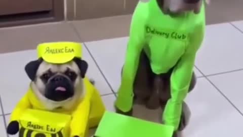 Top Funny Cute Dog Videos