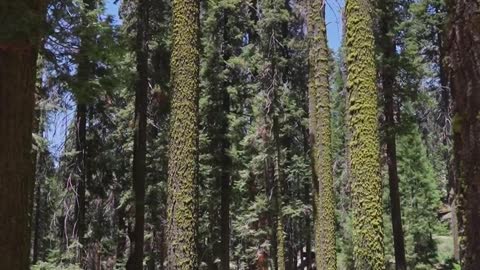 Tall Trees at a National Park