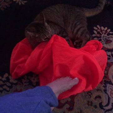 Our Little Man Dexter is a Crazy Cat