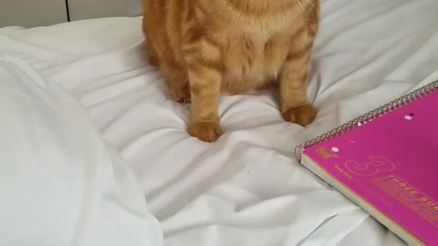 Playful Pouncer