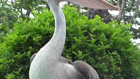 bird in South America