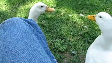 Ducks having a conversation