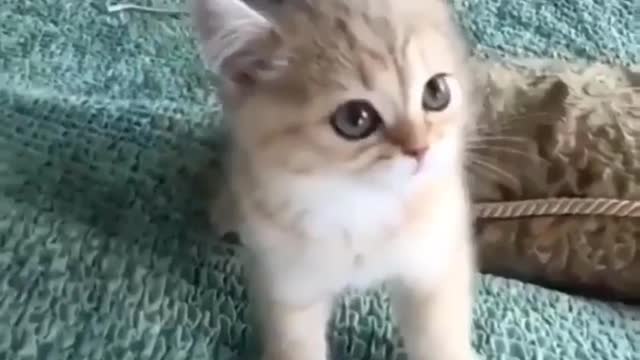 Cute Cat ana Baby Cat Cute Cat and Baby Video