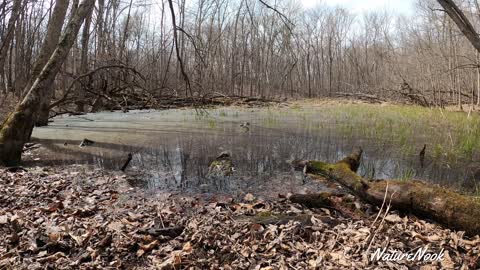 Mysterious Laughing from a Pond!?