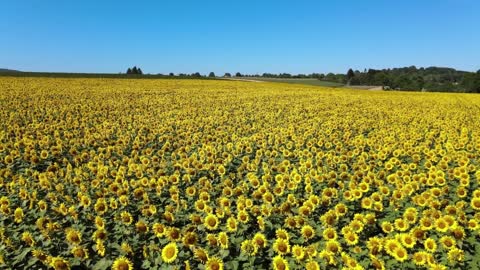 A sunflower field