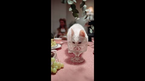 funny video of cats