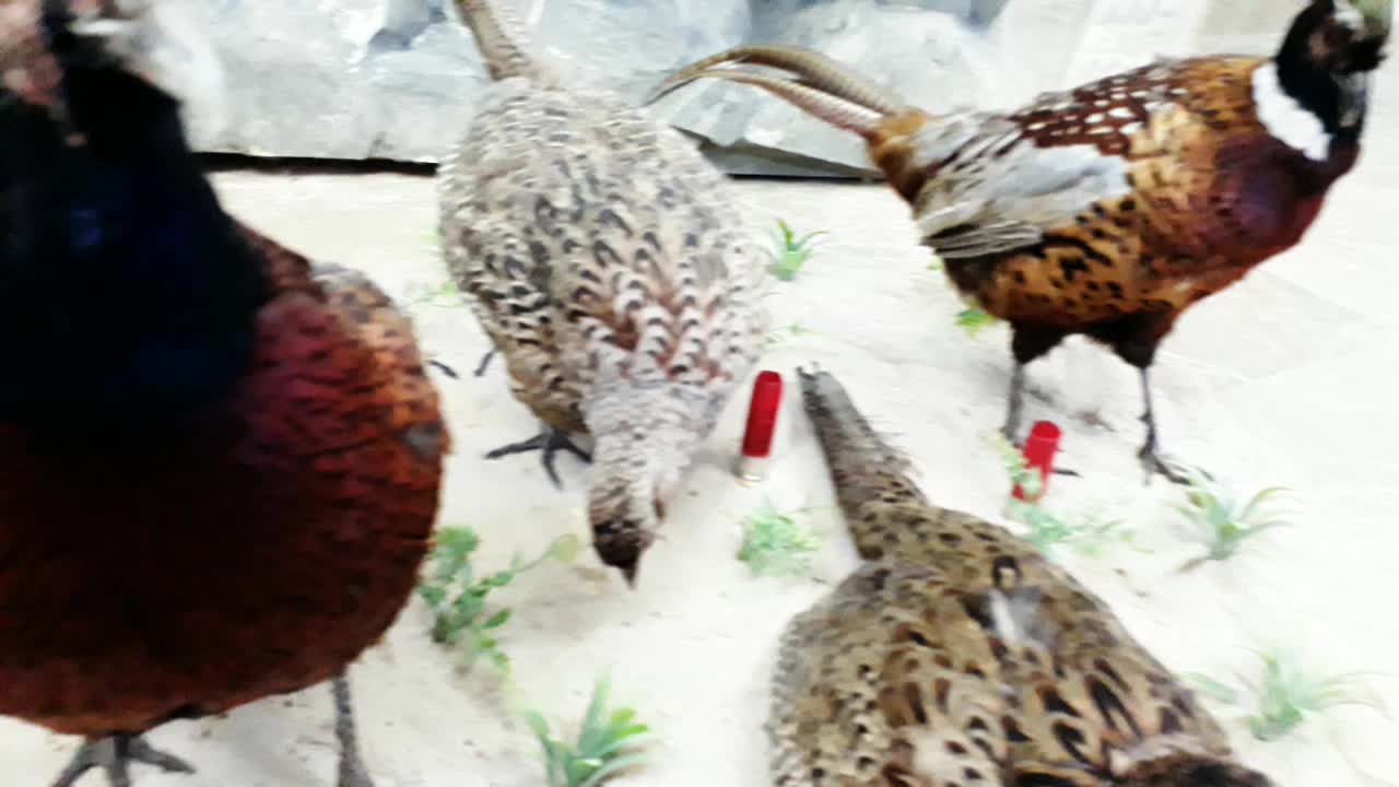 Real animals in decorating